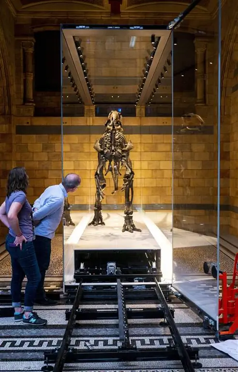 Сюзанна Мейдмент и Марк Грэм изучают открытый кейс мантеллизавра.