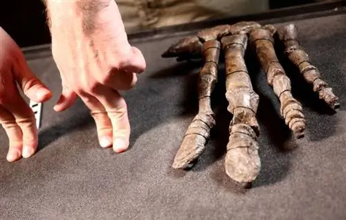 При внимательном рассмотрении рук мантеллизавра видно, что пальцы уплощены, что позволяет предположить, что они использовались для