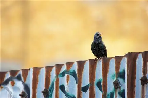 Скворцы обычно водятся группами: осенью и зимой их можно увидеть огромными