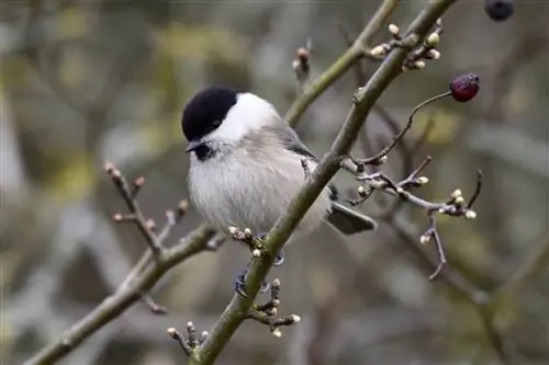 Внешне похожие на угольных и болотных синиц, ивовые синицы в основном встречаются на влажной иве.