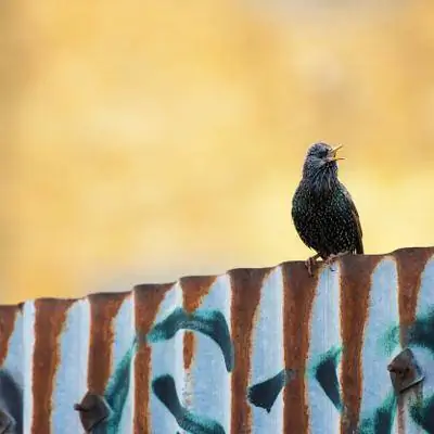 Британские певчие птицы находятся в упадке - вот как путешественники могут помочь