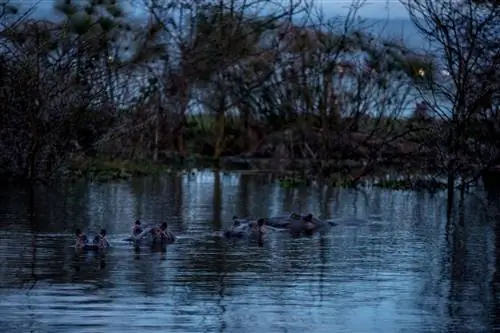 Бегемоты нежатся в озере Найваша на территории заповедника под названием Sanctuary Farm, который был
