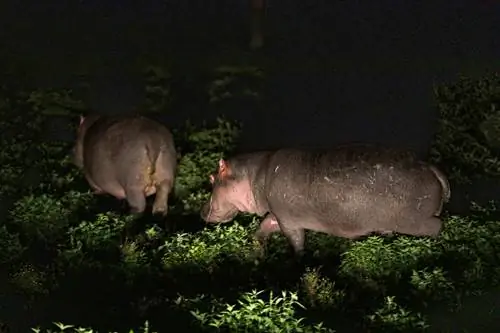 Бегемоты пасутся ночью на ферме Святилища. В 1990-х годах кенийские чиновники по охране дикой природы подсчитали, что