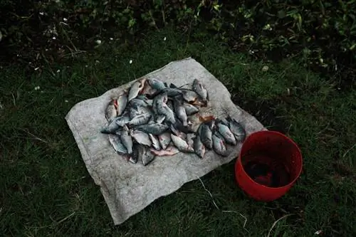 Тилапия, пойманная в озере Найваша, отдыхает на брезенте. Крошечная тилапия может продаваться за