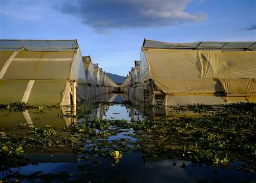 Цветочные фермы окружают озеро Найваша. Эти теплицы, построенные слишком близко к озеру, затопило. Кения - это