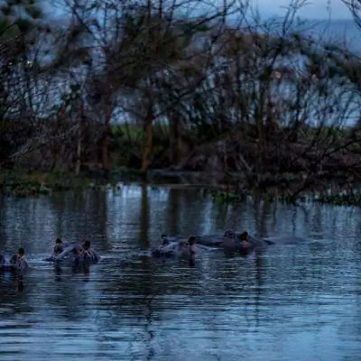 Конфликты людей и бегемотов взрываются в нетронутом уголке Кении