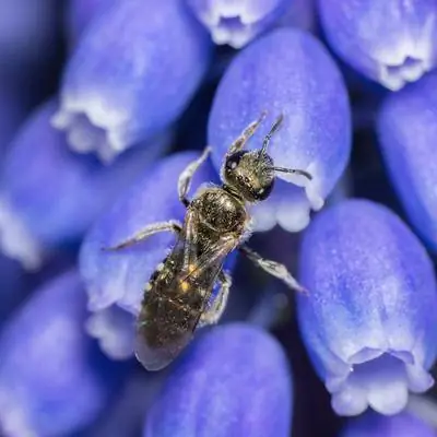 Мы не видели четверти известных видов пчел с 1990-х годов - и это плохие новости для нас