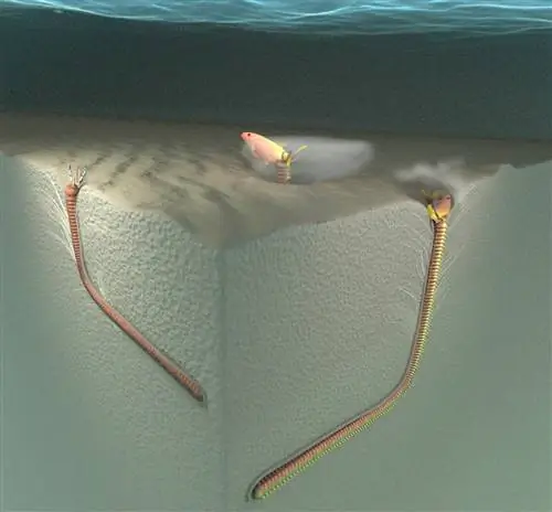 Трехмерная модель показывает пищевое поведение песчаных червей и предполагаемое формирование