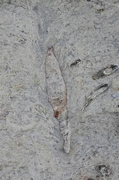 Вершина этой окаменелой норы, найденной на Тайване, образует обрушенную структуру в форме пера, похожую на