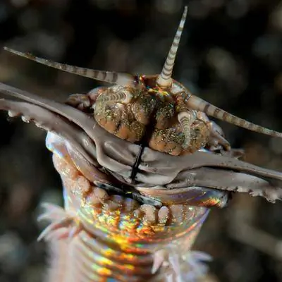 Гигантские хищные черви скрывались под древним морским дном, свидетельствуют окаменелости