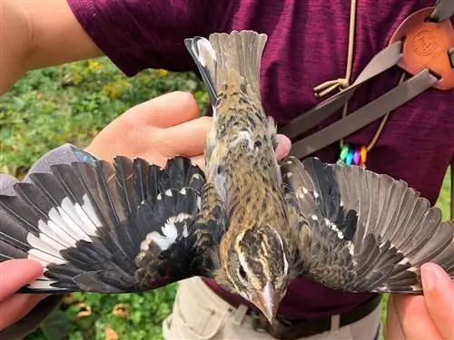 Правое крыло птицы длиннее и имеет темные перья, характерные для самцов розовогрудых дубоносов. Его