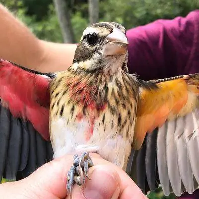 Эта великолепная певчая птица наполовину самец, наполовину самка