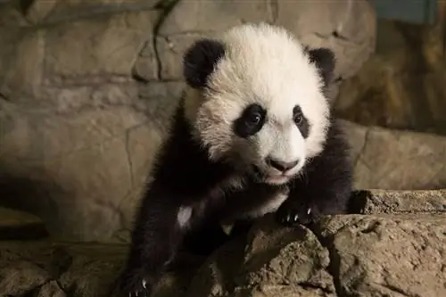 Помимо новорожденного, у Мэй Сян также есть трое выживших детей: Тай Шань, Бао Бао,