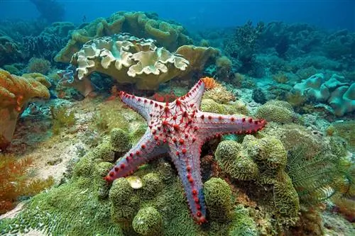 Остров Малапаскуа является хорошей отправной точкой для дайвинга на затонувших кораблях.