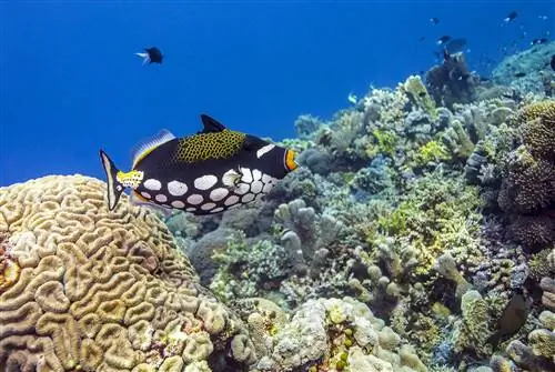 Ошеломляющее биоразнообразие Туббатаха насчитывает около 600 видов рыб и почти 400 видов кораллов.