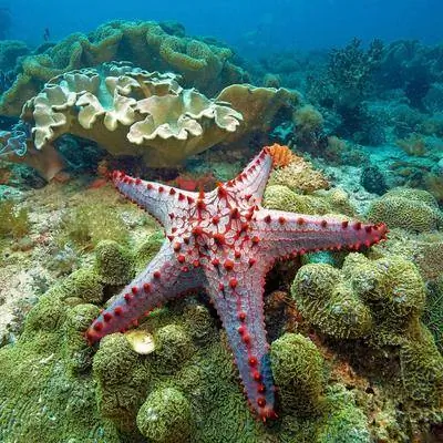 Присоединяйтесь: семь лучших мест для дайвинга на Филиппинах