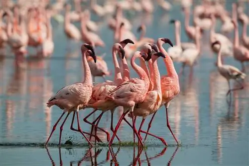 Самцы малого фламинго (Phoeniconaias minor) выставляются на озере Накуру, Кения. Эти животные иногда дерутся из-за еды,