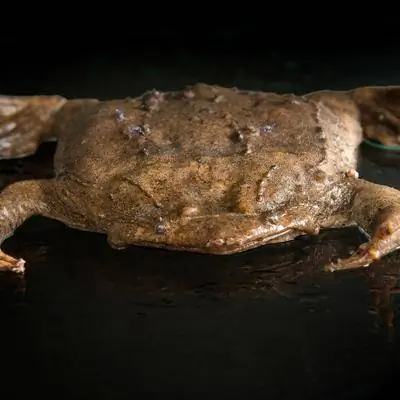 Детеныши этой лягушки вылезают из ее спины - и другие удивительные способы рождения животных