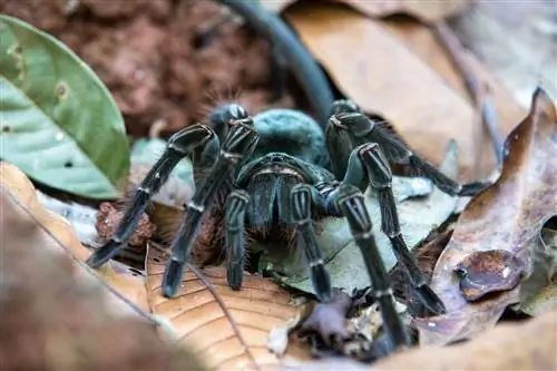 Птицеед-голиаф, многочисленная популяция которого обитает в тропических лесах Гайаны.