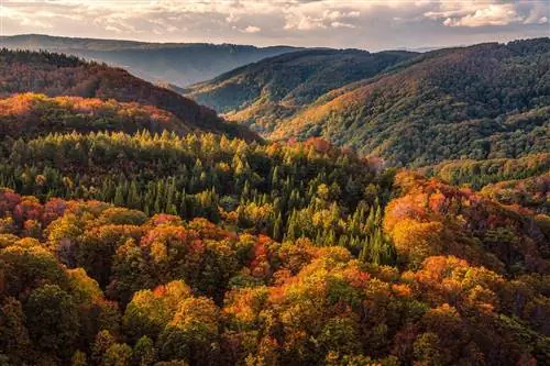 Осенью леса Тохоку окрашиваются в яркие оттенки красновато-коричневого и золотого.