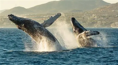 Горбатые киты выпрыгивают из воды в баре Кабо-Сан-Лукас, Мексика. Этот дисплей