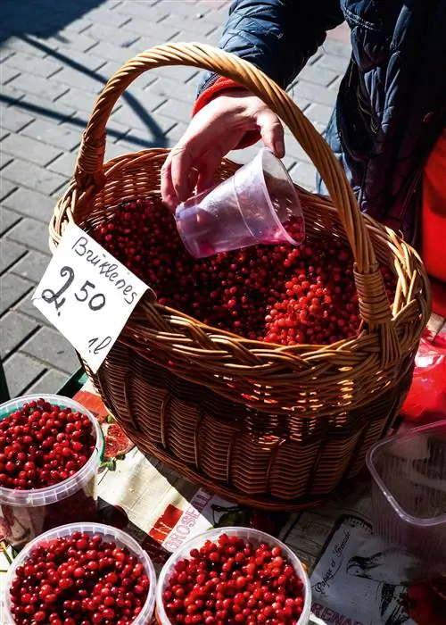 делят и взвешивают лесную бруснику на Рижском центральном рынке.