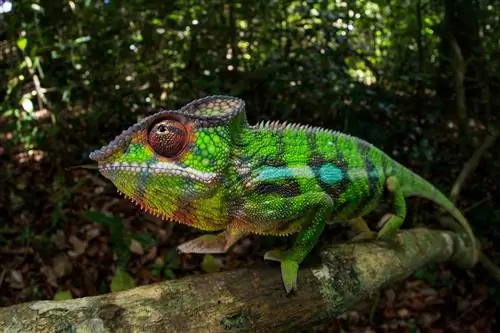 Пантеровый хамелеон, обитающий на Мадагаскаре, может превращаться во все цвета радуги.