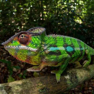 Животные, меняющие цвет, объяснение