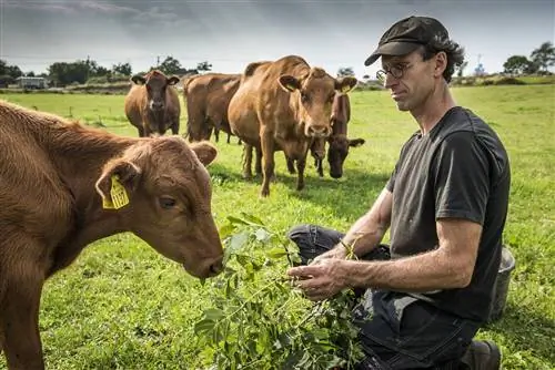 Дэвид Линдегрен