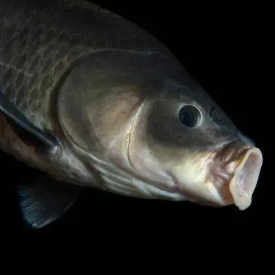 112-летняя рыба побила рекорд долголетия