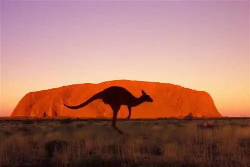 Национальный парк Улуру-Ката Тьюта, Австралия
