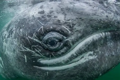 Серые киты, подобные этому, мигрируют до 10 000 миль в год из теплых вод.