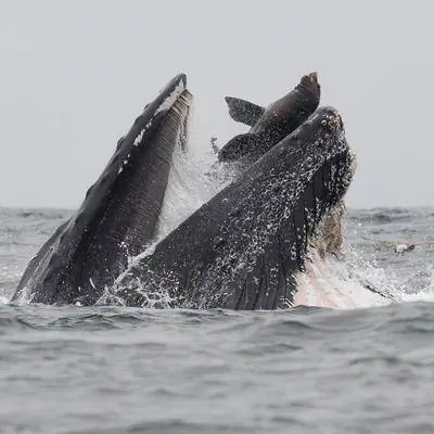 Как горбатый кит оказался с морским львом во рту