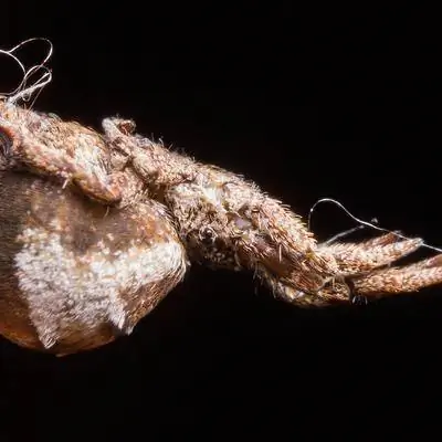 Этот паук разгоняется быстрее ракеты