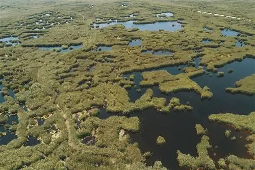 Тростниковые заросли на озере Ферто