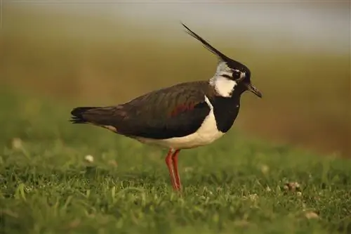 Северный чибис