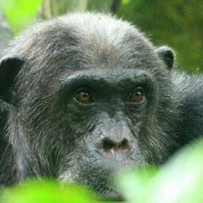 W - дикая природа