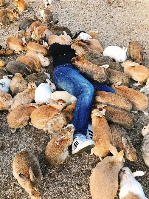 Кроличий остров