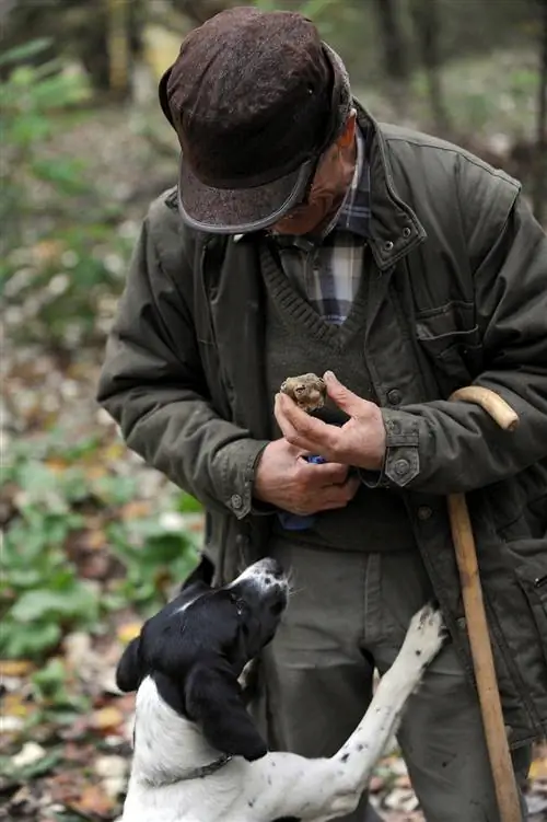 Охотник за трюфелями хвалит свою собаку за хорошую находку: белые трюфели.