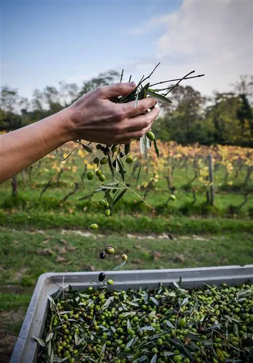 Фермер собирает крошечные ароматные оливки, из которых делают восхитительное луккское масло.