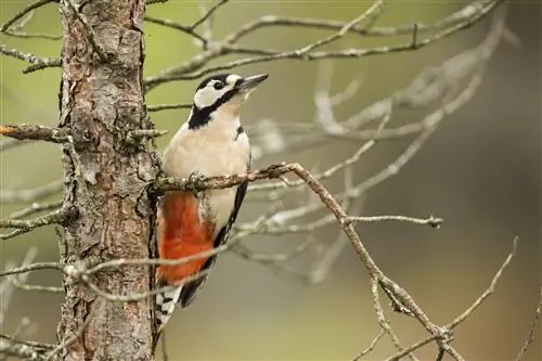 Большой пестрый дятел Dendrocopos major взрослый сидит на сосне обыкновенной и ищет личинок.