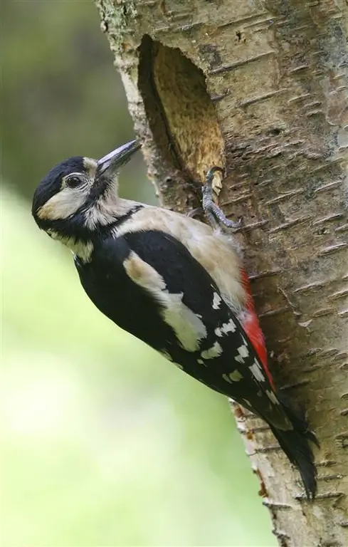 Похоже, что этот большой пестрый дятел строит нору для гнезда.