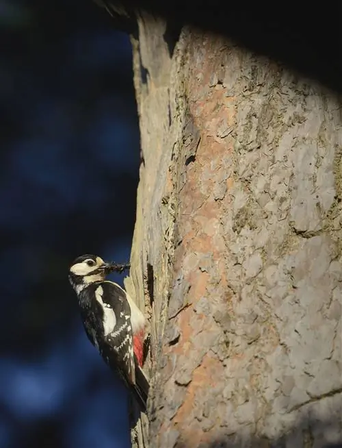 Большие пестрые дятлы барабанят по деревьям и телеграфным столбам, чтобы отпугнуть других дятлов.
