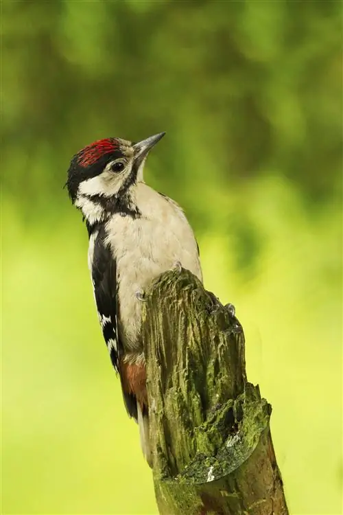 У молодых больших пестрых дятлов корона красная.