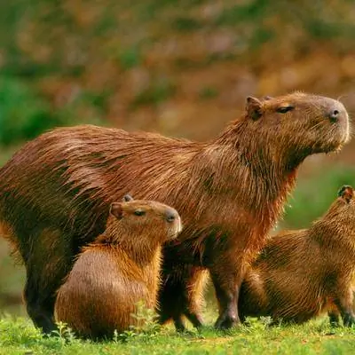 Познакомьтесь с крупнейшим в мире борющимся с раком грызуном