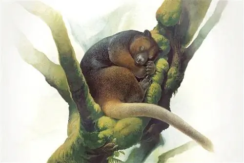 Крайне редкий древесный кенгуру Wondiwoi в последний раз был зарегистрирован учеными в 1928 году.