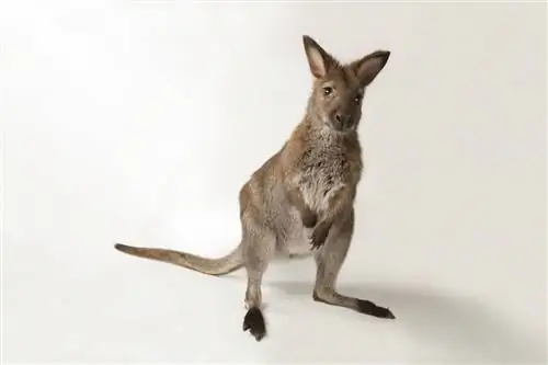Красношейный валлаби, Macropus rufogriseus, сфотографирован в Детском зоопарке Линкольна в Небраске.