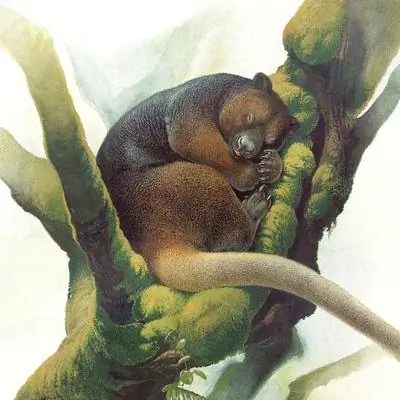 Британский ботаник-любитель обнаружил вид кенгуру, исчезнувший 90 лет назад