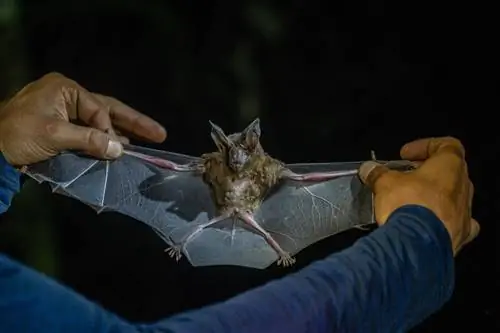 Летучие мыши являются одними из наименее изученных млекопитающих, однако они играют жизненно важную роль в