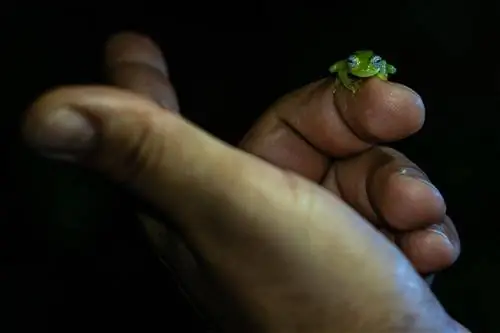 Хуан Камило Арредондо, герпетолог экспедиции, исследует крошечную лягушку, которую, по его мнению,